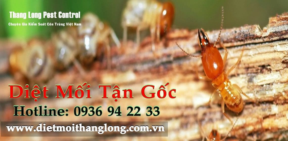 Công Ty Thăng Long Pest Control